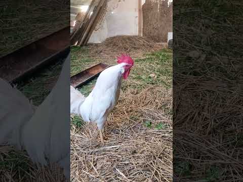 ligorin horoz ötüşü