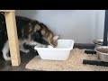 How Maine Coons drink | Как пьют мейн-куны