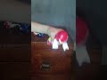 Sonic and Knuckles battle #retrogaming #sega #sega #gaming