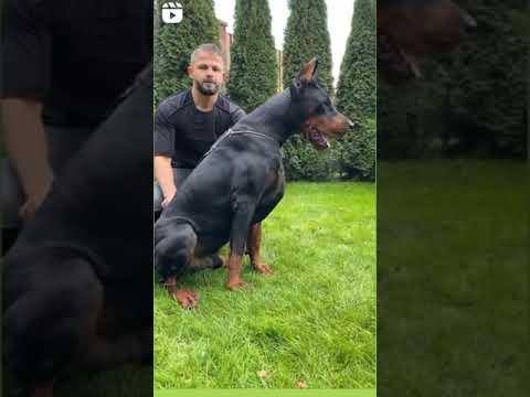 Doberman dog lover