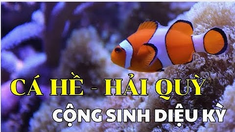 SỰ CỘNG SINH DIỆU KỲ : CÁ HỀ- HẢI QUỲ  #matmathiennhien #daiduong #cahe #camo #animals