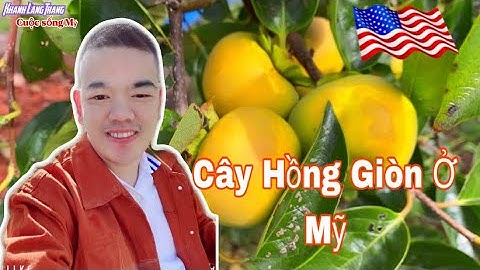 Trồng cây hồng giòn trước nhà