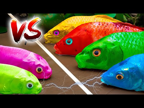 STOP MOTION COOKING in real life Hunting Lesson - Heroic Koi Fish Competition,Catfish,Koi,Eel 