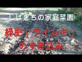 家庭菜園 緑肥（ライムギ）のすき込み 2021年04月25日