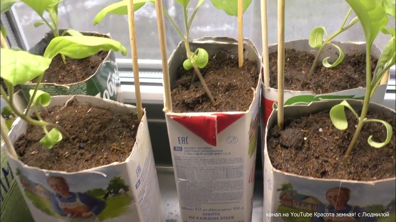 баклажан алмаз рассада. баклажан рассада черномор. баклажаны в теплице. маленький росток баклажана. всходы рассады баклажан.