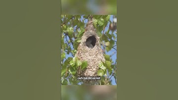 Loài chim này đánh lừa rắn | #shorts
