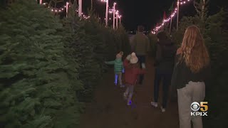 Experts Claim Real Christmas Trees Positively Impact Health