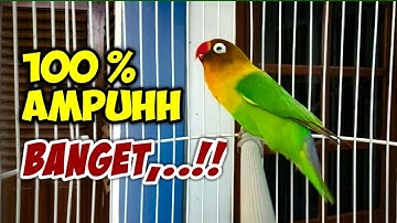 Pancingan LOVEBIRD AMPUH Untuk Merangsang LABET Apapun Agar Cepat gacor NGEKEK PANJANG
