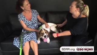 Man's Best Friend with Brenna Rae - Tommy