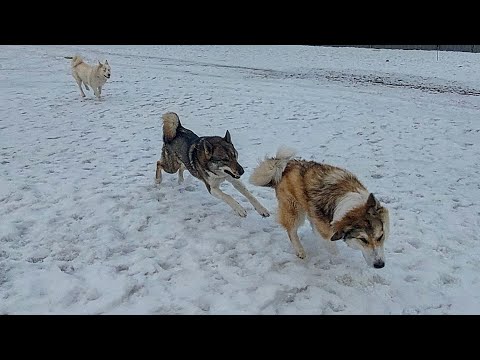 Video: Sångaren Cami Talar Om Kris I Hennes Infödda Chile