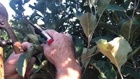 Summer Pruning an Apple Tree to Thwart Excess Vigor