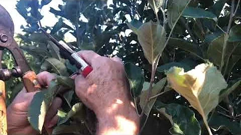 Summer Pruning an Apple Tree to Thwart Excess Vigor