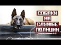 К-9: Собаки на службе полиции