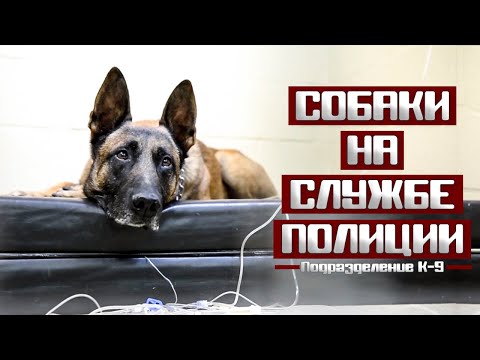 Видео: Собака на работе