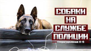 К-9: Собаки на службе полиции