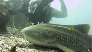 Shark with crazy russian divers