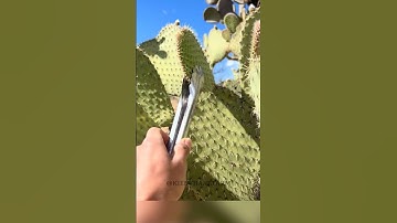 Cây xương rồng dùng làm hàng rào lại là đặc sản ở Mexico #shorts