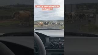 Cows Are Herded On Main Roads In Portugal