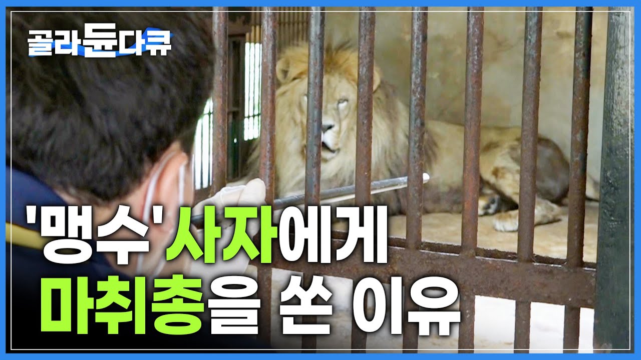 '자칫하면 물린다' 한시도 긴장을 늦출 수 없는 ‘동물의 제왕’ 사자의 건강검진 │ 사육사와 수의사 열댓 명이 달라붙어 힘겹게 옮기는 180kg의 맹수 │ 극한직업 │ #골라듄다큐