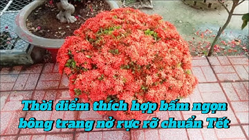 Thời điểm thích hợp bấm ngọn Bông Trang nở rực rỡ chuẩn Tết