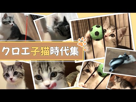 クロエ子猫時代集