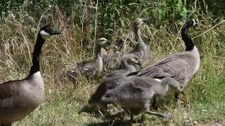 Canadian Goose Family APRIL/MAY 2024