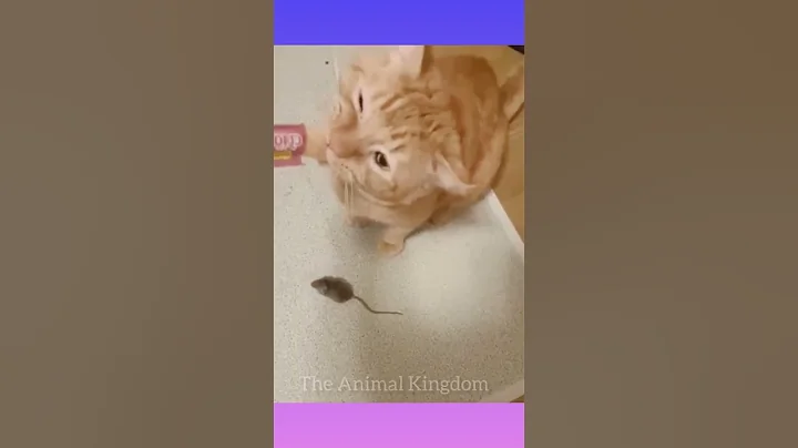 Video 10997361: pets funny cats funniest, cats funny pets animals, clean funny cat, cats dogs clean