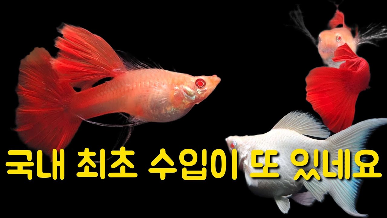 귀한 어종 아쿠아푸름 입고 소식2 [아쿠아푸름] 고정구피, 열대어, 소드테일, 금붕어, 난주, 오란다, 몰리,광주수족관