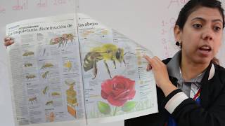 Proyectos de Aula Preescolar - 'Avíspate'