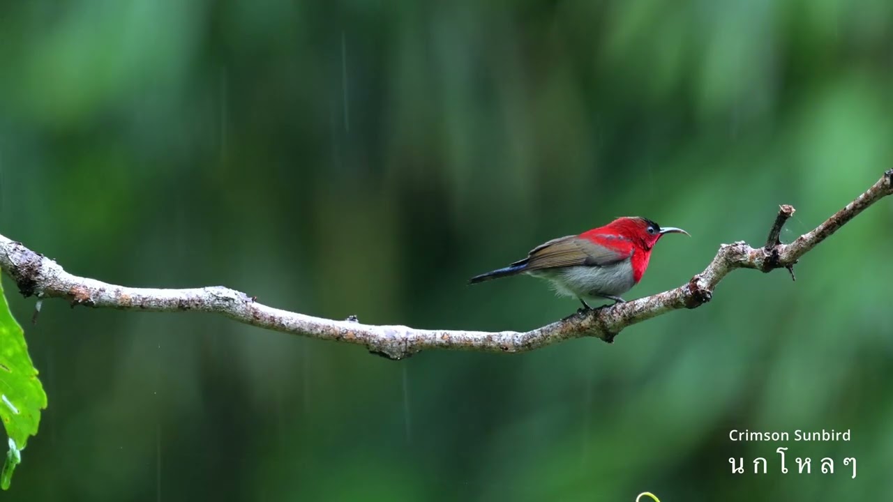 Crimson Sunbird/นกกินปลีคอแดง