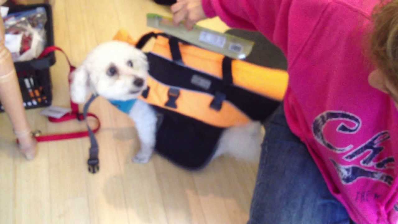 Dog Life Vest Size Chart