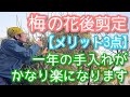 【ウメの剪定(花後編)】今後の手入れが楽になるおすすめ方法(2026年3月)🌸🤲