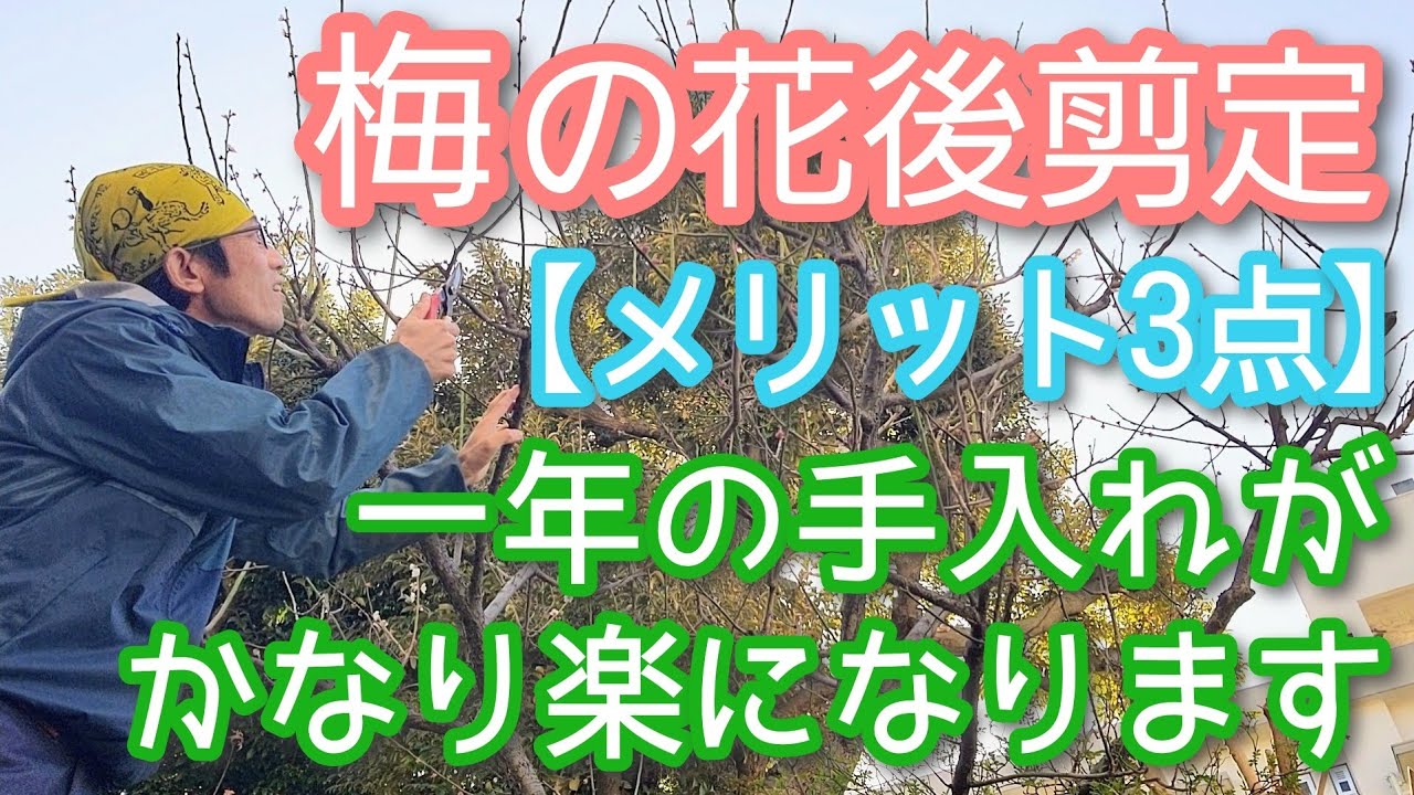【ウメの剪定(花後編)】今後の手入れが楽になるおすすめ方法(2026年3月)🌸🤲