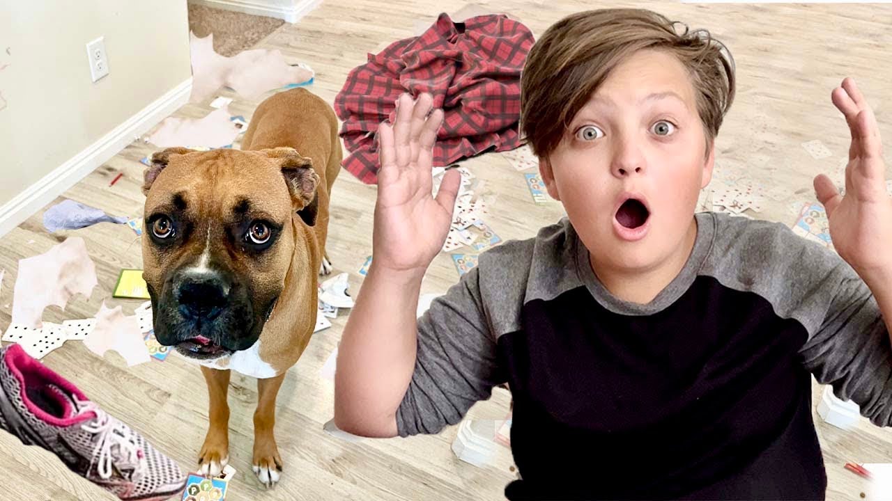 My DOG DESTROYED my house! YouTube