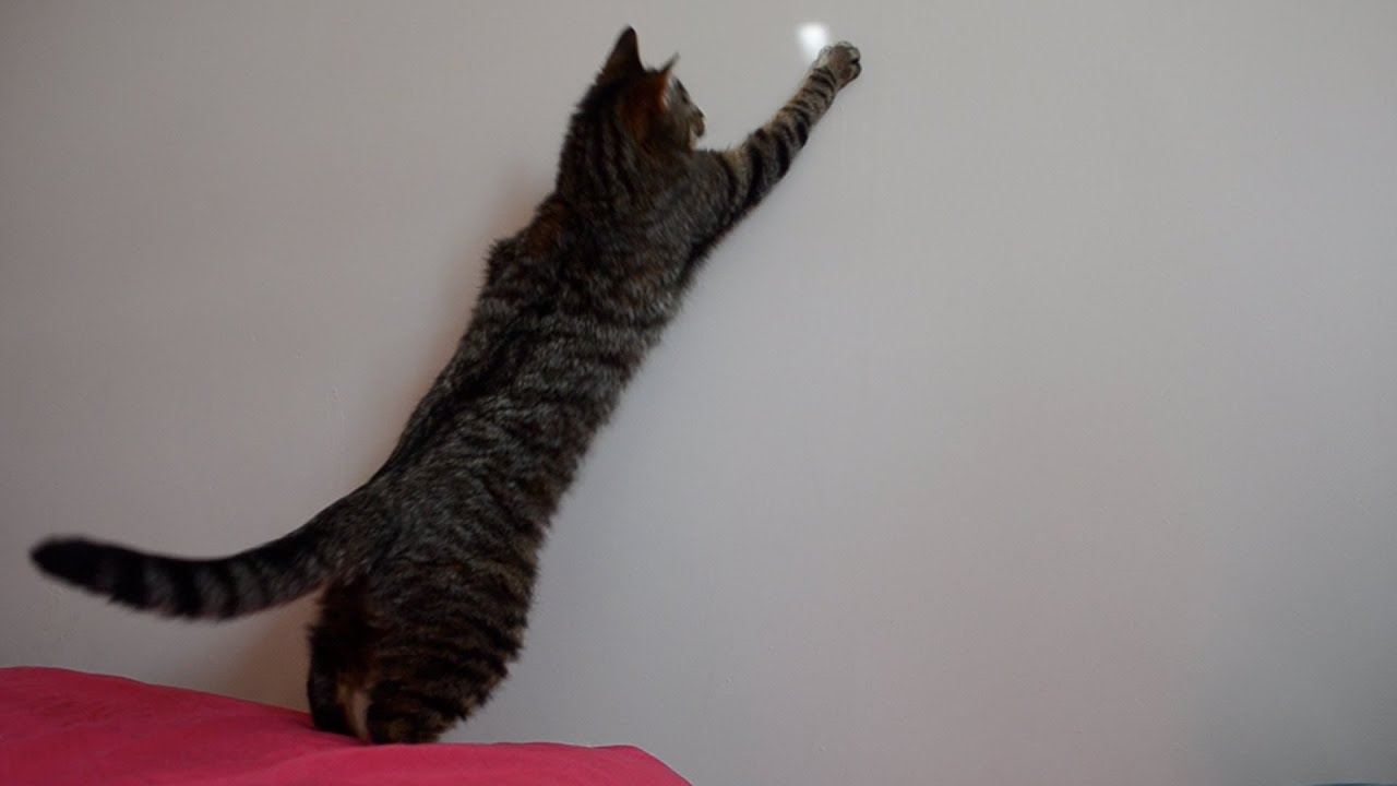 Cat Chasing Light On Wall Squash YouTube