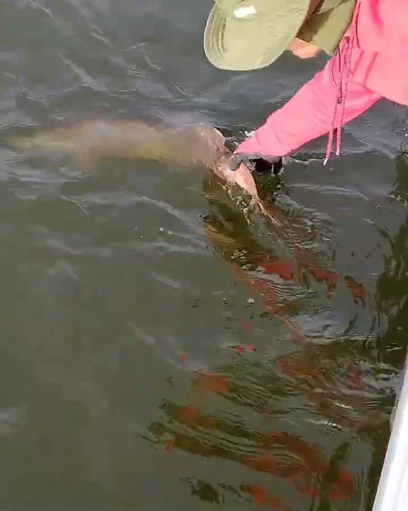 44 Inch Muskie Released
