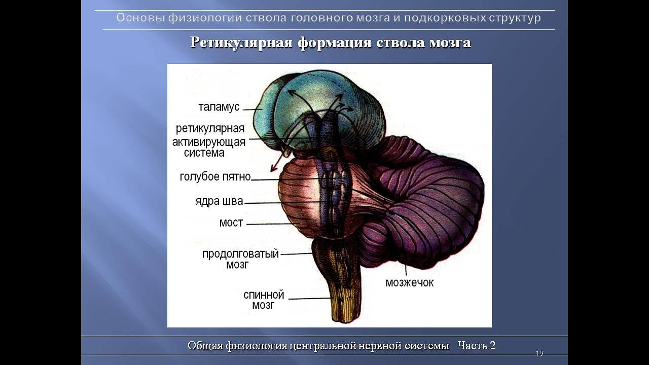 Подкорка головного мозга. Ретикулярная формация таламус. Ретикулярная формация ствола головного мозга. Ядра ретикулярной формации ствола головного мозга. Ретикулярная формация ствола мозга физиология.