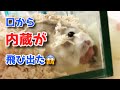 口から内蔵が飛び出る事件発生😱😱😱・・・💦【ハムスター】