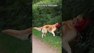 3 Dog Problems You Can Fix in Seconds (Part 6)