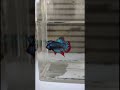 betta fish breeding pair 🥰#bettafish #bettabreeding #pair #shorts #subscribe