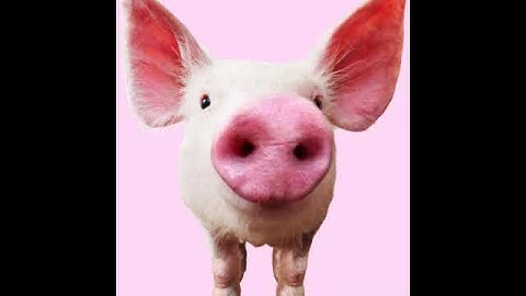 Best pig sound effect experience!!!!!