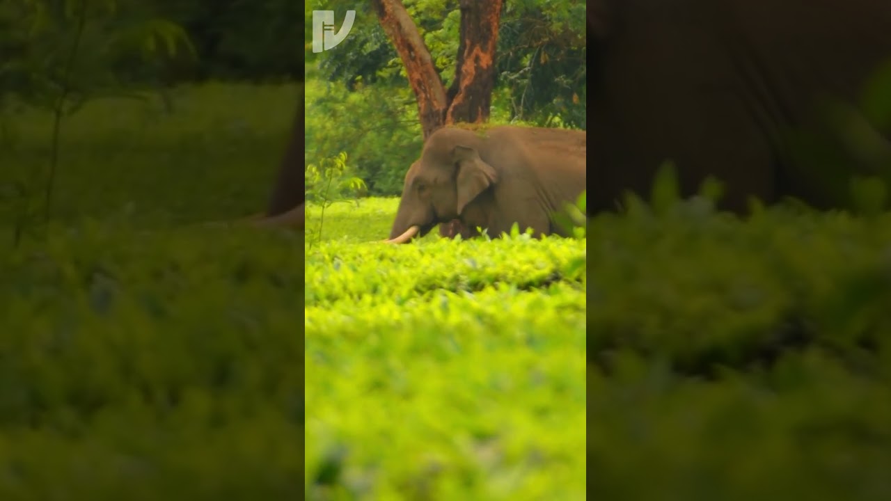 Elephant on Tea Garden