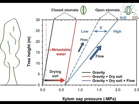 Video: ¿Cuál es el mecanismo de tensión de cohesión de la transpiración?