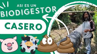 Así es nuestro BIODIGESTOR CASERO, 🐷🐮💩 aprende CÓMO FUNCIONA y qué BENEFICIOS tiene.