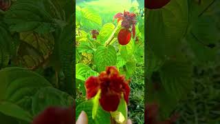can u tell me the name of this flower? #flowers #nature#happy #garden 💫🫰💚