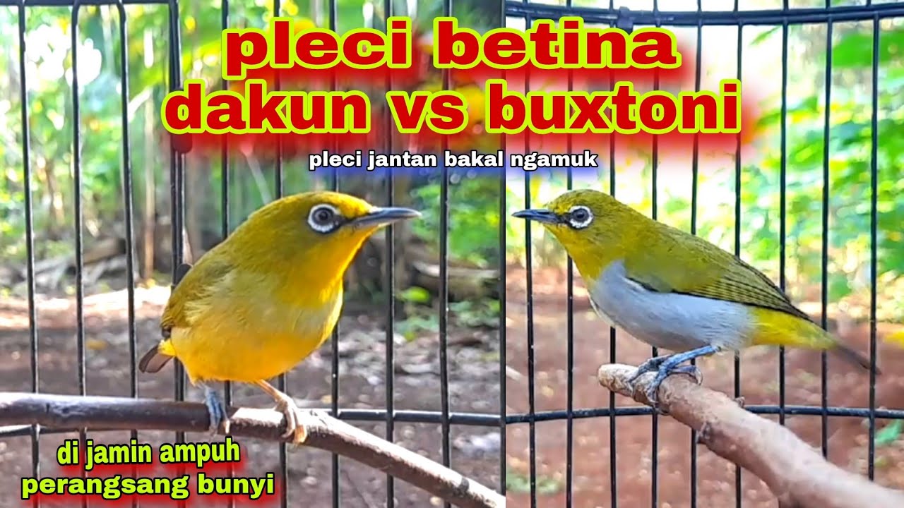 Pleci Betina Memanggil Jantan || Pleci Betina Bersahutan Memancing Bunyi Pleci Jantan