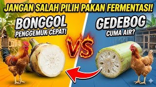 Jangan Salah Pilih! Bonggol vs Batang Pisang untuk Pakan Ayam Fermentasi (Lebih Bagus Mana?)