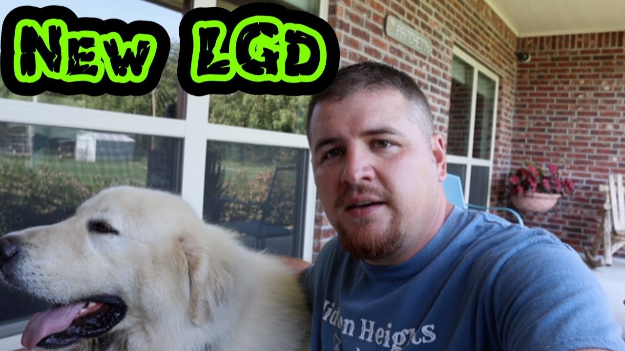 Introducing a New LGD to the Goat Herd! YouTube