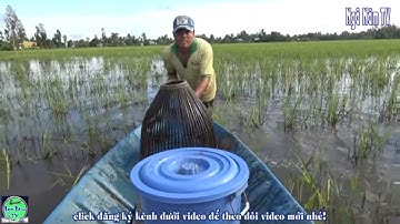 Cách bắt cá đơn giản hiệu quả của dân miền tây | cá rô kho trái giác | Fishing | NGÃ NĂM TV
