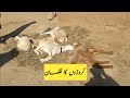 کروڑوں روپے کا نقصان جانوروں پر جان لیوا حملہ۔ حکومت متوجہ ہو۔ Farming in Pakistan